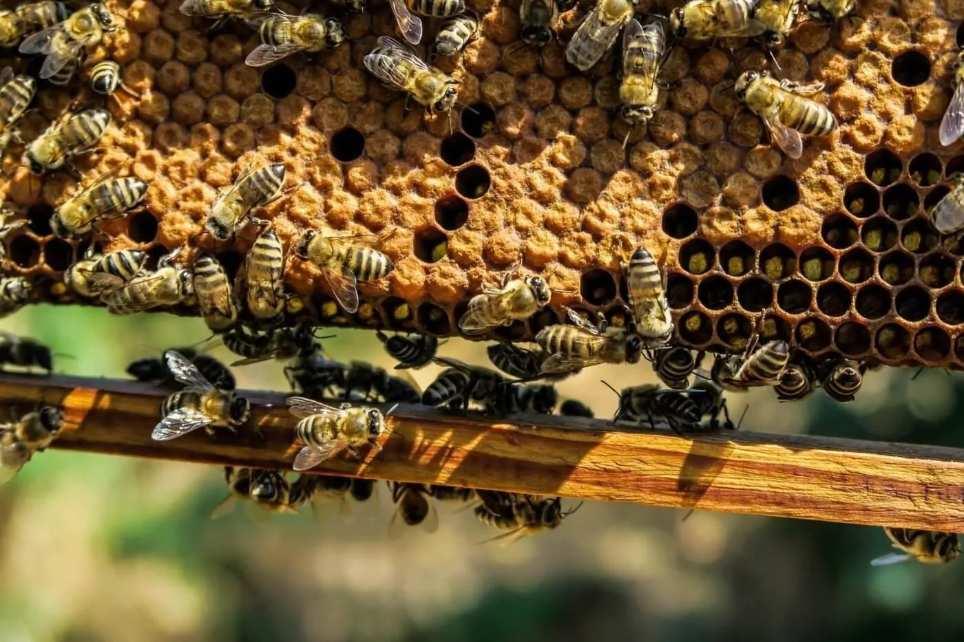 GPS für Bienenstöcke