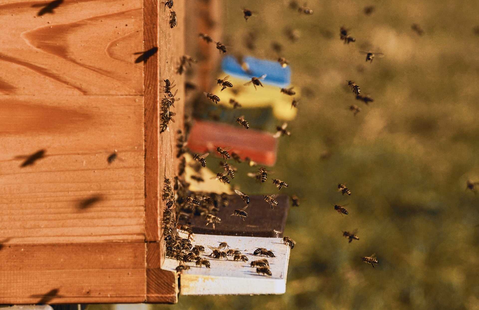 GPS-Tracker für Bienenstock