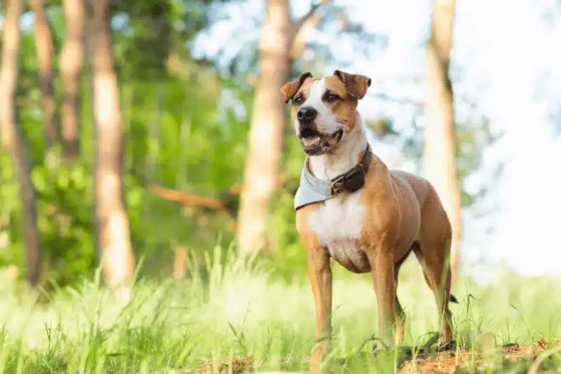 Staffordshire Terrier mit einem blauen Halsband und sichtbarem GPS-Tracker, sitzt aufmerksam auf einer Wiese