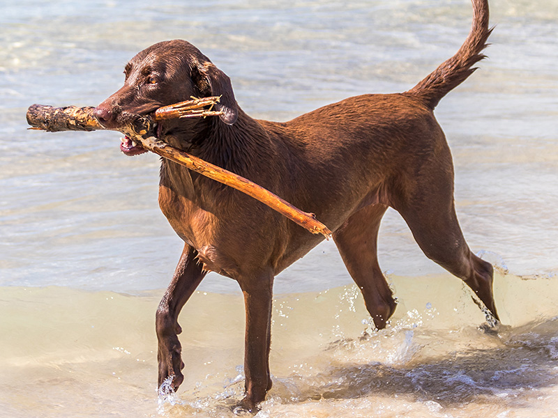 Hund steht im Wasser, das Fell ist nass und der Hund blickt aufmerksam umher.