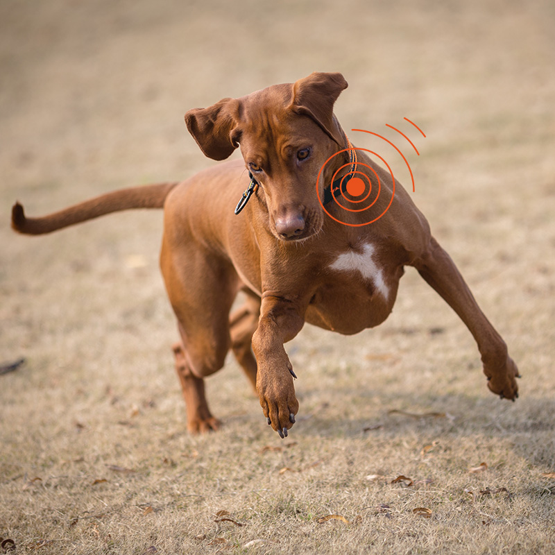 Bild eines Hundes, der ein PAJ GPS PET-Tracker-Gerät am Halsband trägt.