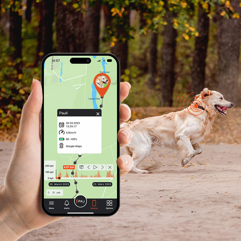 Bild eines Hundes neben der GPS-Tracker-App für Hunde