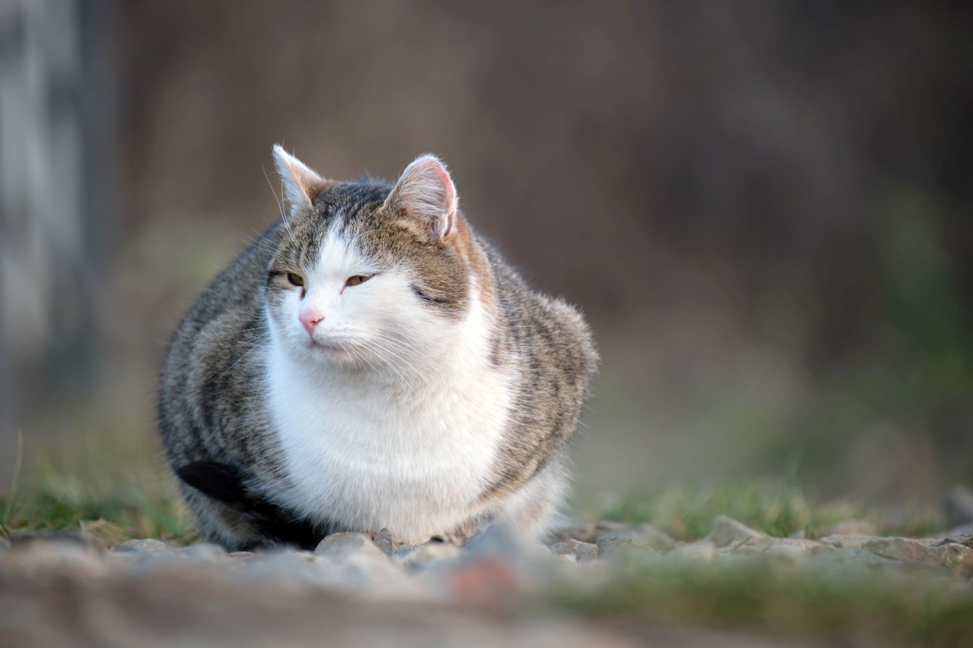 Übergewicht Katze